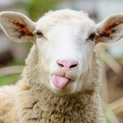 oldsheep